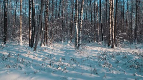 Winter Snow Covered Wood