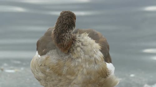 Ente putzt ihre Federn am Ufer