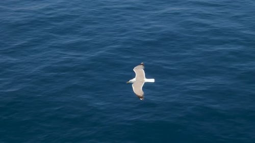 Seagull Glides Over Deep Blue Ocean Water