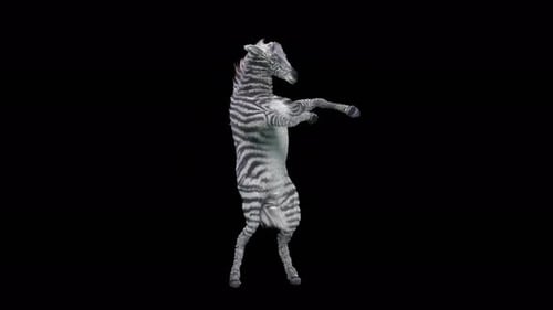 Humorous 3D Zebra Dancing Animation for Creative Projects