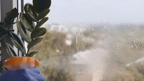 Cleaning Window Next to Houseplant