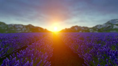 Lavender Field Sunset