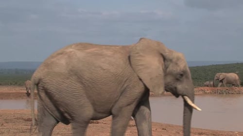 Elephants Gathering near Watering Hole in the Wild