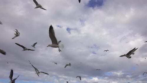 Many Seagulls Fly Against the Cloudy Sky