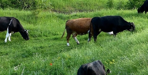Cows Grazing Peacefully in Green Meadow