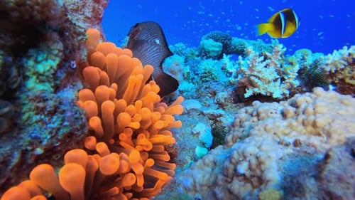 Anémones de la mer Rouge