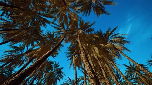 Swaying Tropical Palm Trees Under Bright Blue Sky View