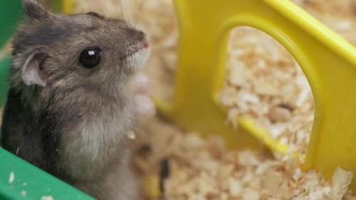 Close-Up of a Hamster in Cage with Wood Shavings
