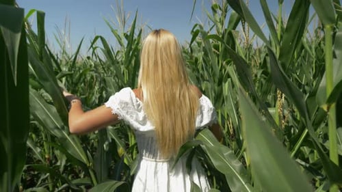 Woman Walking Through Corn Field on Summer Day