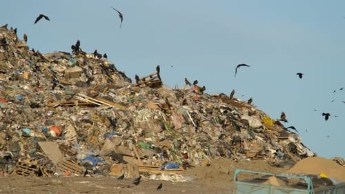 Huge Landfill with Birds Flying and Perching