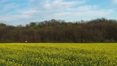 Frühlings-Agrarlandschaft tief aus der Luft