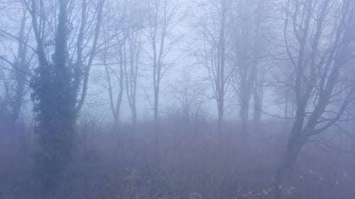 Drohnenvideo von mysteriösen nebligen blauen Nebelwäldern mit kahlen Bäumen im Nebel im Wald im Winter