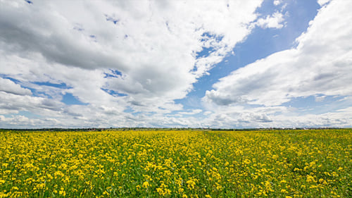 Gelbe Rapsblüten auf dem Feld 798