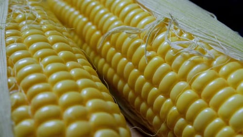Close Up of Fresh Corn on the Cob