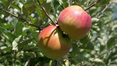 Red Apples Growing on Tree Branch in Orchard