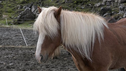 Portraits of an Icelandic Brown horses, close-up, Icelandic stallion posing in a field. Furry animal