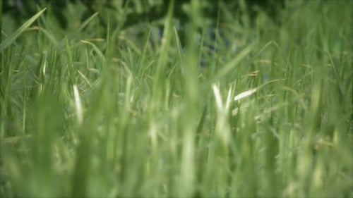 Frisches grünes Gras im Wald