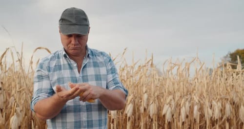Male Farmer Studies Corn Cob Rear Field of Corn Ready for Harvest