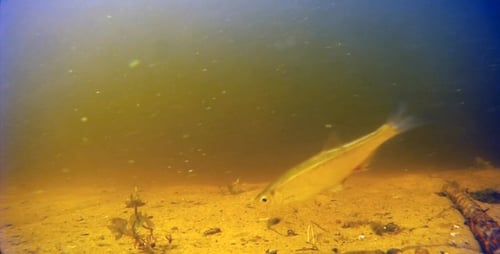 Small Fish Swimming Past Underwater Camera