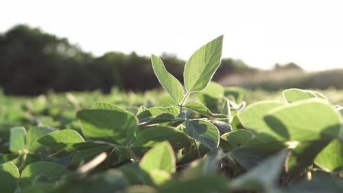 Green soybeans in a farmer's field, high yield. Ecological planet protection concept.