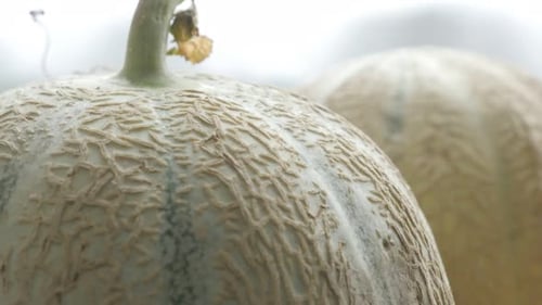 Famille des cucurbitacées, melopepo, fruits sains sur table de cuisine 4K 2160p, 30 images par seconde, vidéo inclinable UltraHD
