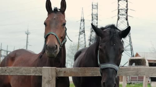 Horses in a Stable in a Stallion's Horse Farm