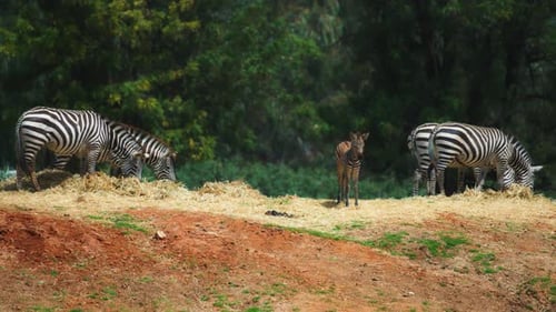 Zebras Graze Peacefully on a Grassy Hillside