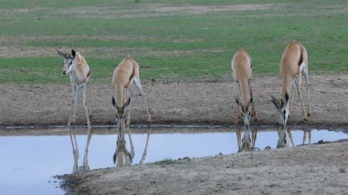 Springbok Antelopes At A Waterhole