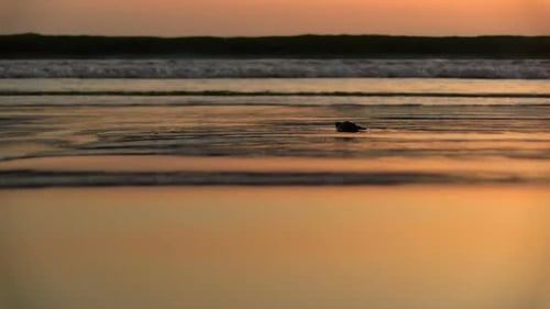 Atlantic Ridley Meeresschildkröte überquert den Strand bei Sonnenuntergang