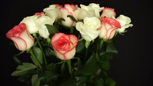 Rotierende weiße rosa Rosen auf dem Hintergrund
