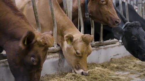 Cows Eating Hay in a Barn on a Farm