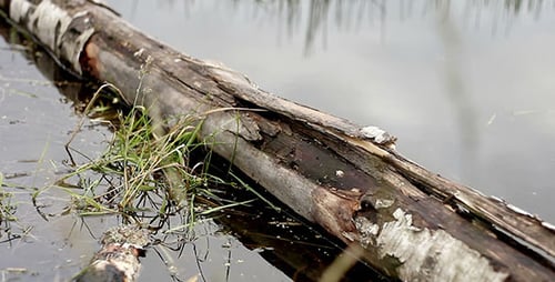 Weathered Log Partially Submerged in Calm Water