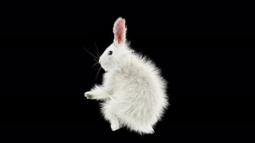 Cute White Rabbit Scratching Its Ear Animation Loop