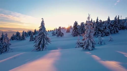 Forêt : Hiver