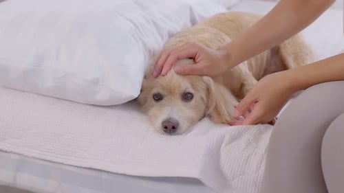 Dog being petted on a bed indoors