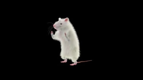 Realistic White Rat Standing and Waving Animation