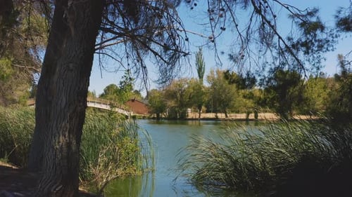 Moving forward past tree and reeds towards a picturesque lake and bridge landscape