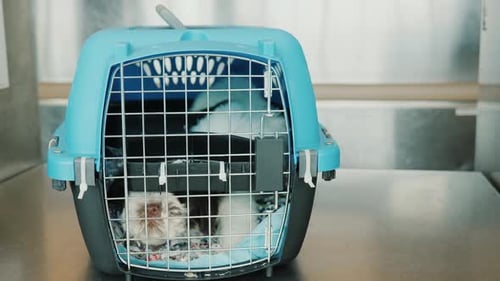 Small Dog Inside of Pet Carrier Waiting