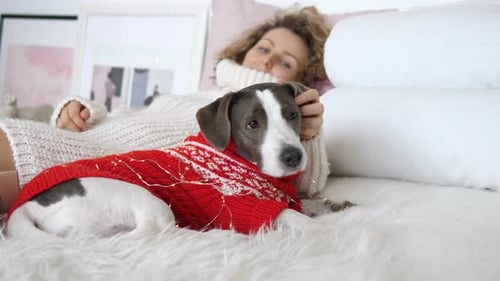 Tired Dog and Owner Relax in White Bedroom After New Year Late Night Party
