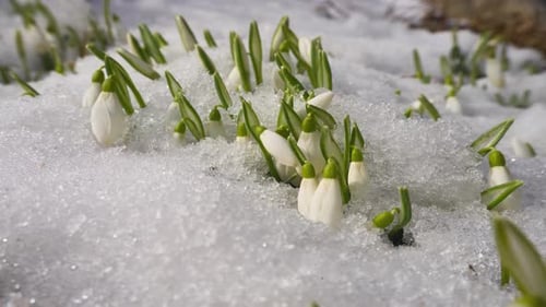 White Snowdrop Flowers in Snow , Timelapse 4K