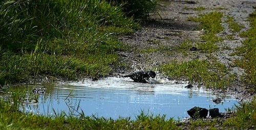 Starling Common (Sturnus Vulgaris)