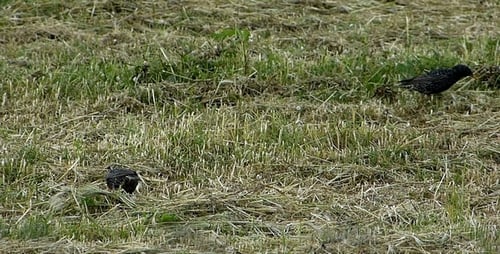 Gemeine Stare (Sturnus vulgaris)