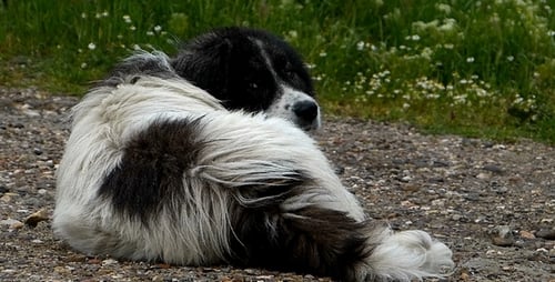 Hund 1