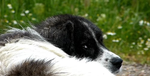 Close Up of Dog Relaxing in Grass