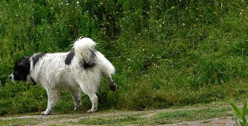 Dog Walks Along Dirt Path Near Greenery