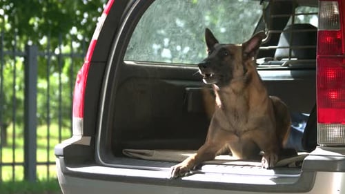 El perro ladra dentro del maletero de un coche.