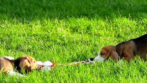 Show Beagle on a Natural Green Background Playing with Toy