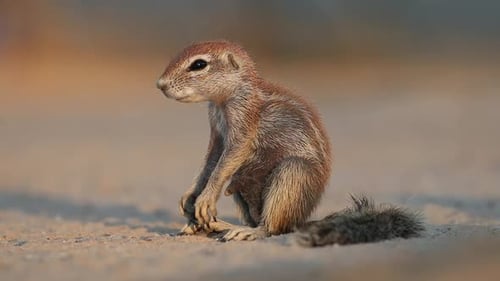 Sleepy Ground Squirrel - Kalahari Desert