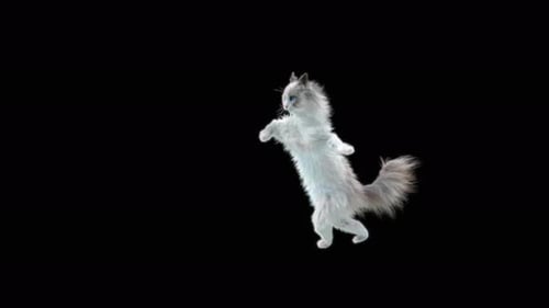 Cat Dancing 4K