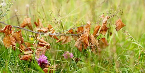 Dry Tree Branch On The Grass